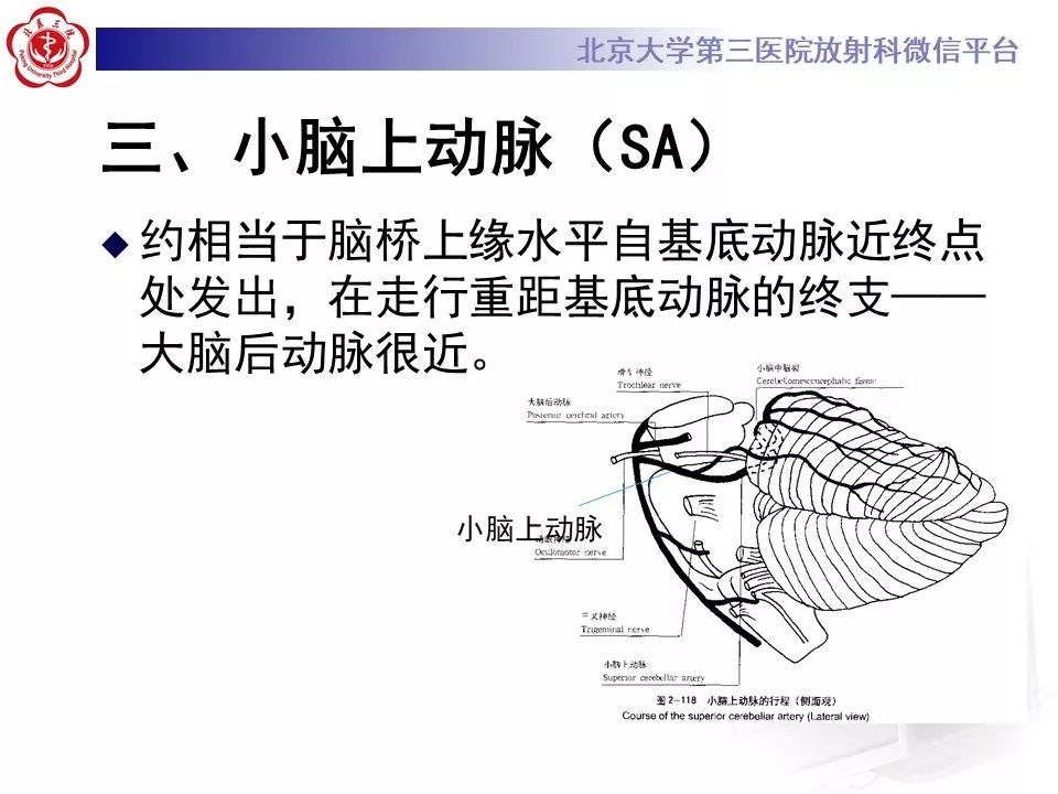 【PPT】脑动脉解剖及供血区分布