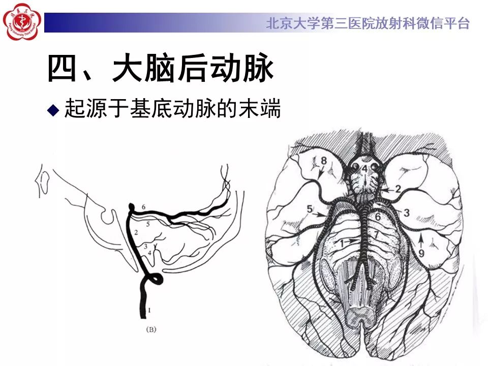 【PPT】脑动脉解剖及供血区分布