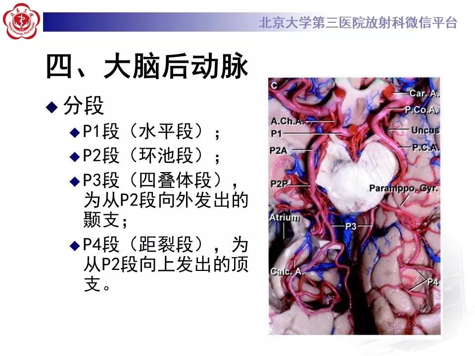 【PPT】脑动脉解剖及供血区分布