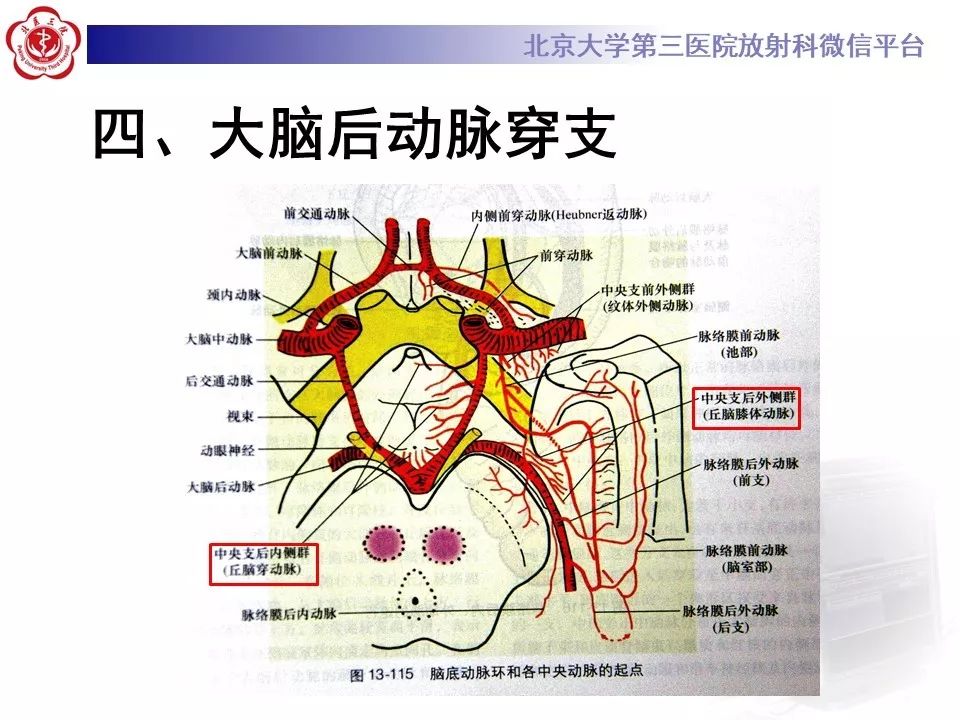 【PPT】脑动脉解剖及供血区分布