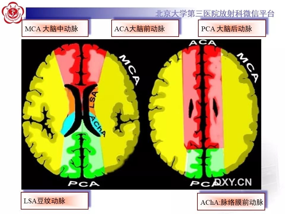 【PPT】脑动脉解剖及供血区分布