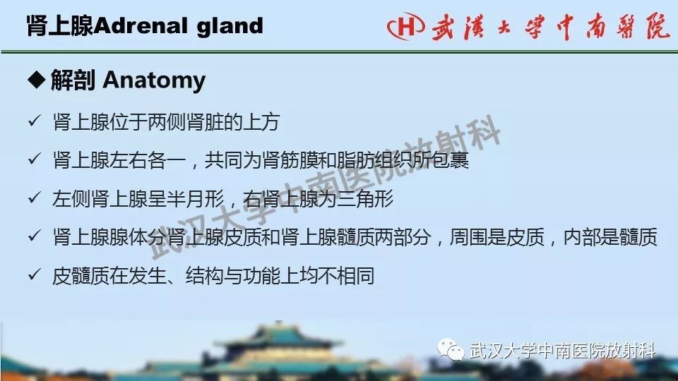 【PPT】肾上腺形态、功能及良恶性肿瘤CT影像诊断