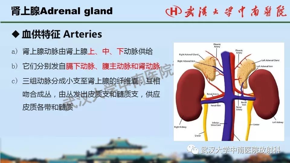 【PPT】肾上腺形态、功能及良恶性肿瘤CT影像诊断