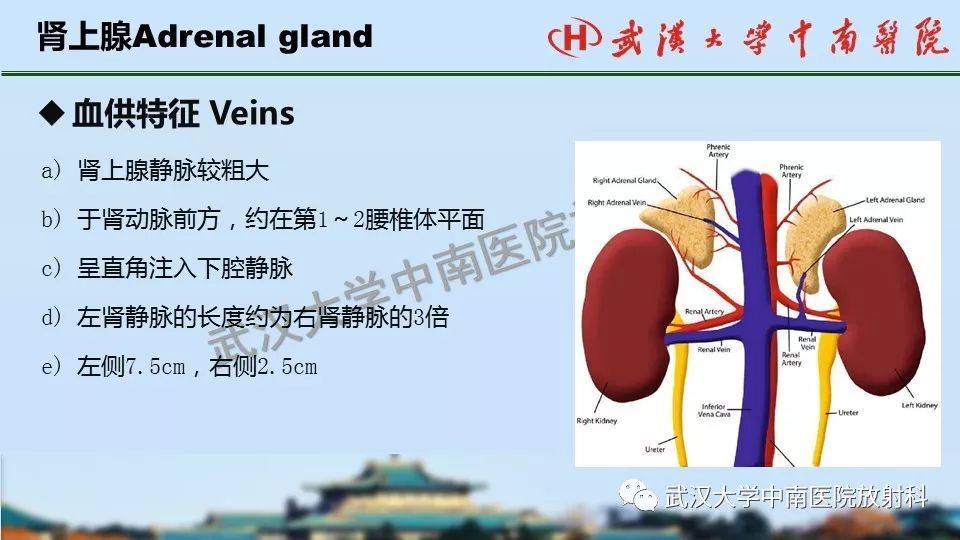 【PPT】肾上腺形态、功能及良恶性肿瘤CT影像诊断