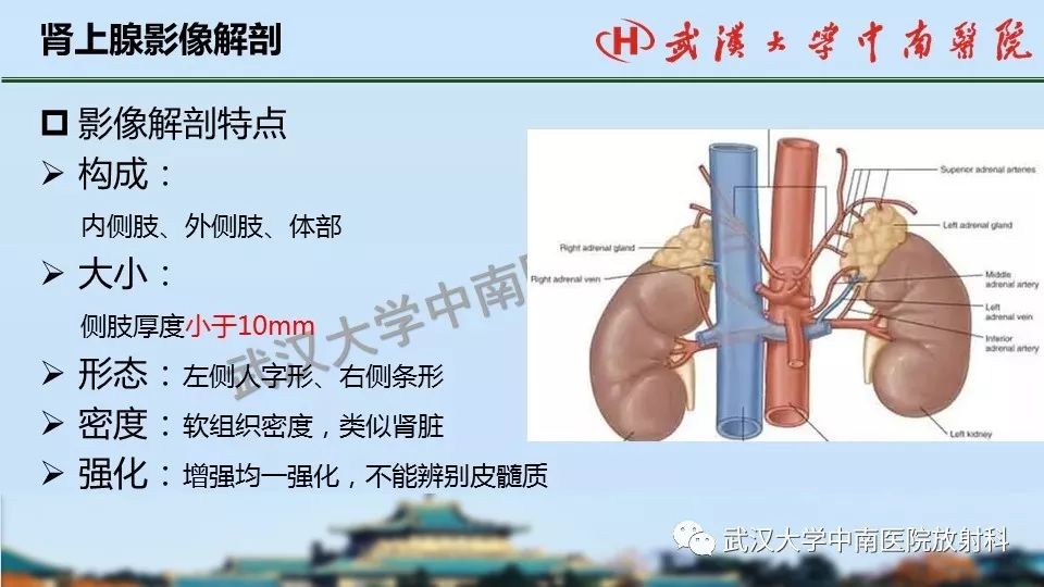 【PPT】肾上腺形态、功能及良恶性肿瘤CT影像诊断