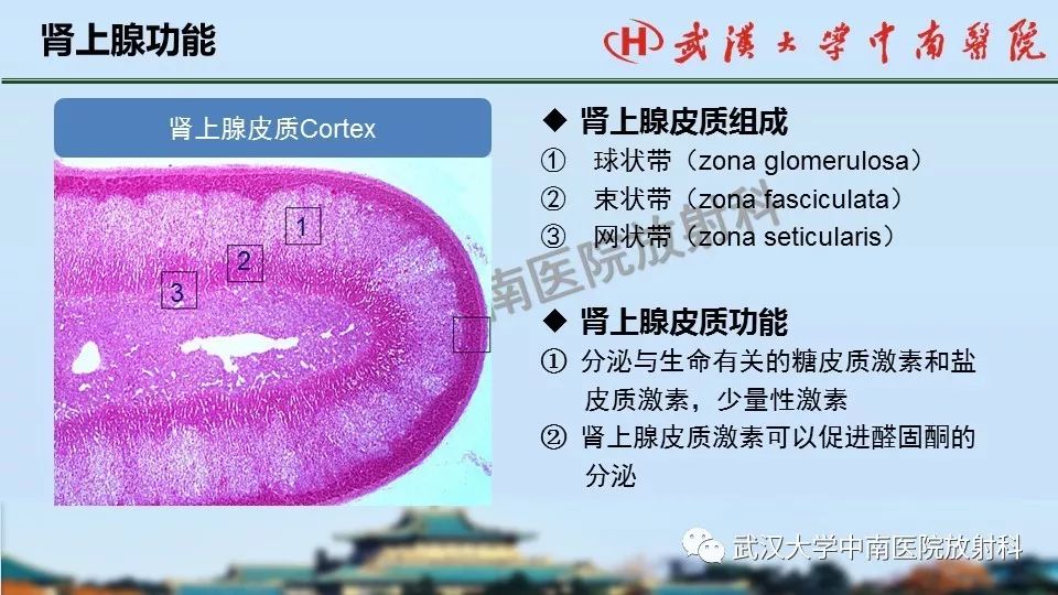 【PPT】肾上腺形态、功能及良恶性肿瘤CT影像诊断