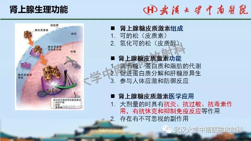【PPT】肾上腺形态、功能及良恶性肿瘤CT影像诊断