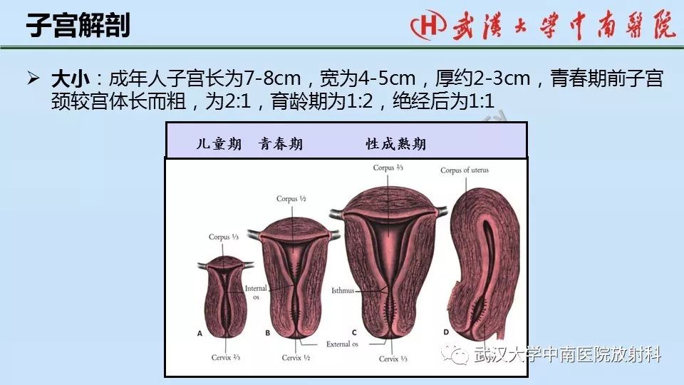 【PPT】女性生殖系统影像解剖及子宫常见疾病