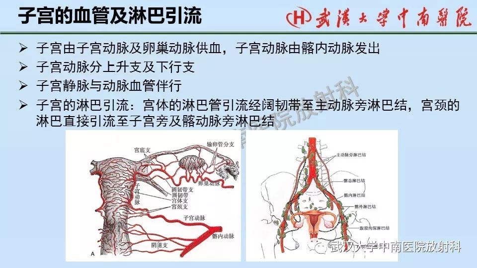 【PPT】女性生殖系统影像解剖及子宫常见疾病