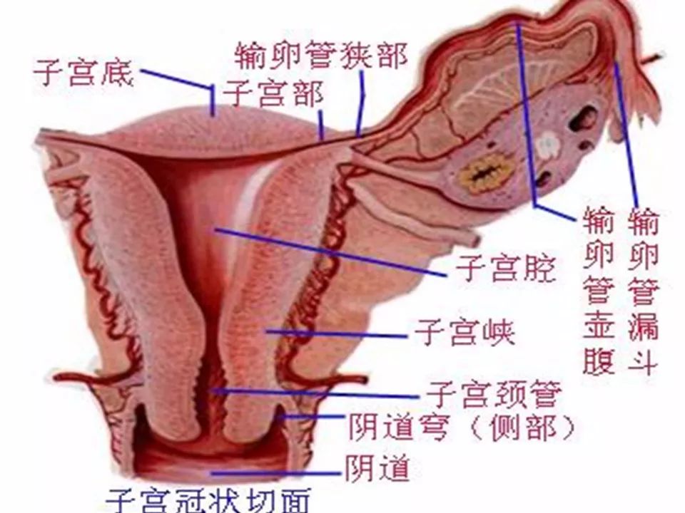 【PPT】子宫常见肿瘤的MRI表现