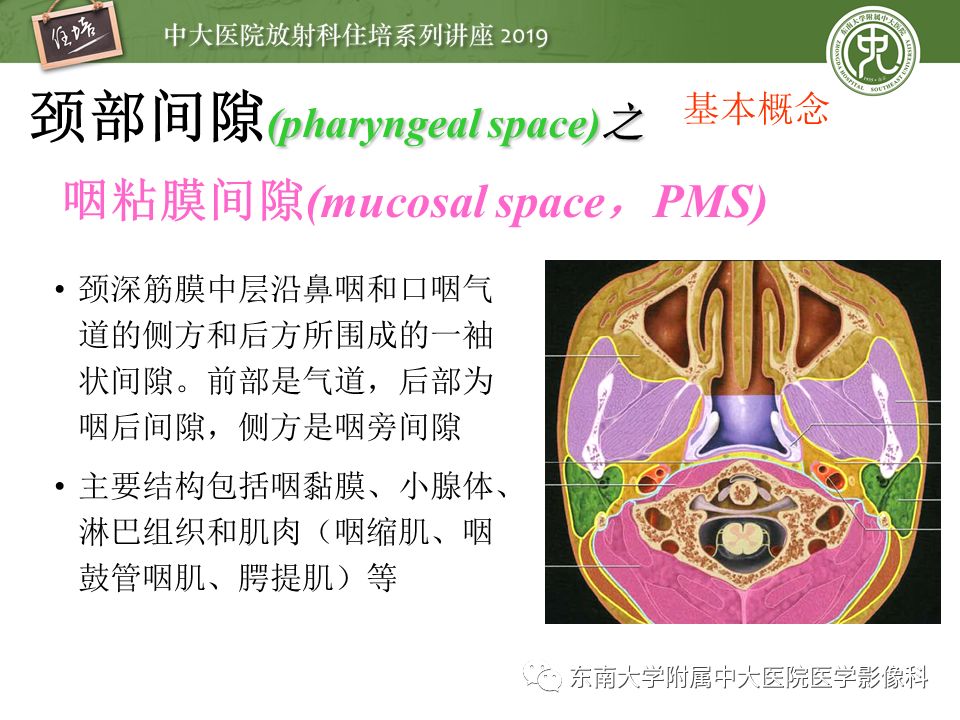 【PPT】颈部间隙的影像解剖及诊断思路