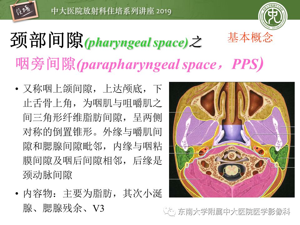 【PPT】颈部间隙的影像解剖及诊断思路