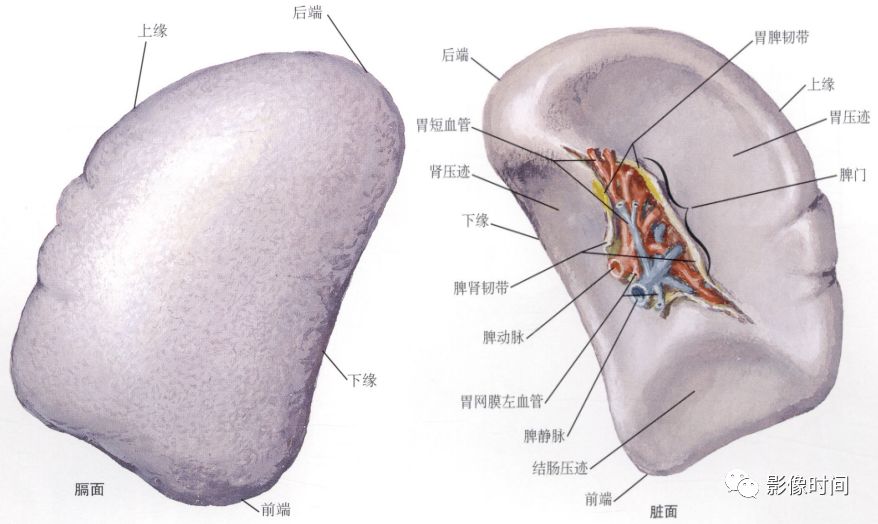 脾脏解剖及病变的影像学表现 脾脏解剖及病变的影像学表现