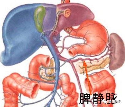 脾脏解剖及病变的影像学表现 脾脏解剖及病变的影像学表现