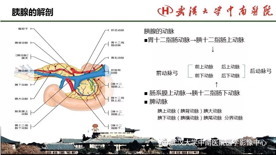 【PPT】胰腺正常解剖及形态变异、先天性疾病