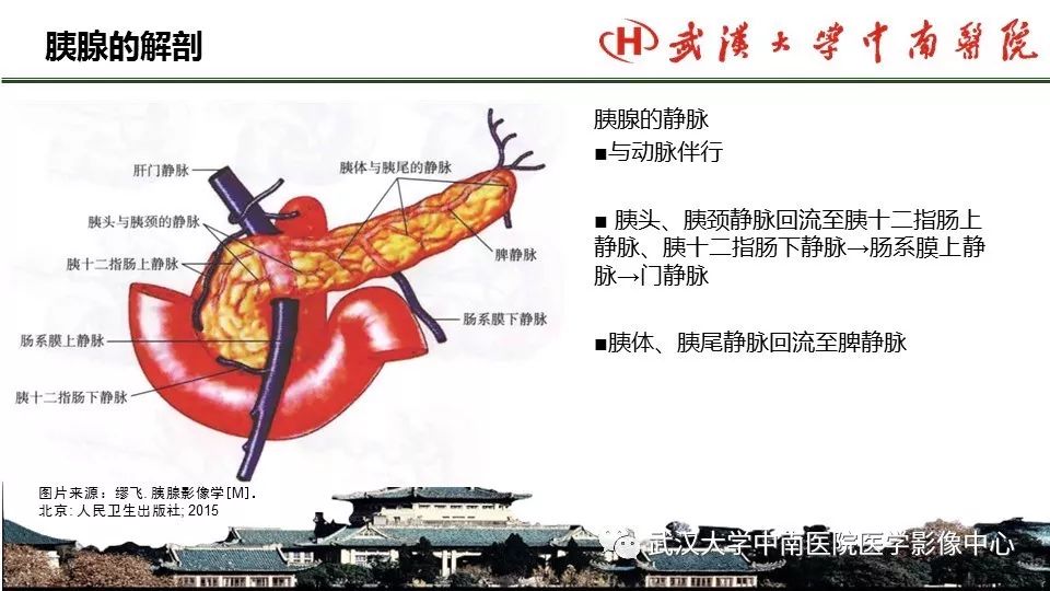 【PPT】胰腺正常解剖及形态变异、先天性疾病