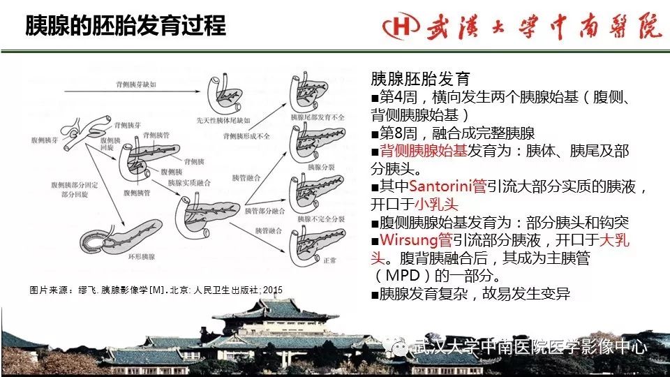 【PPT】胰腺正常解剖及形态变异、先天性疾病