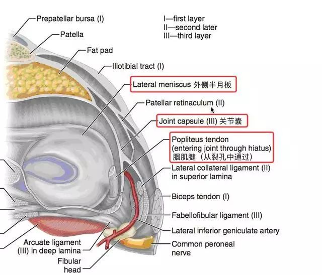 阅片技巧分享:正常与异常半月板 MRI 阅片技巧分享:正常与异常半月板 MRI