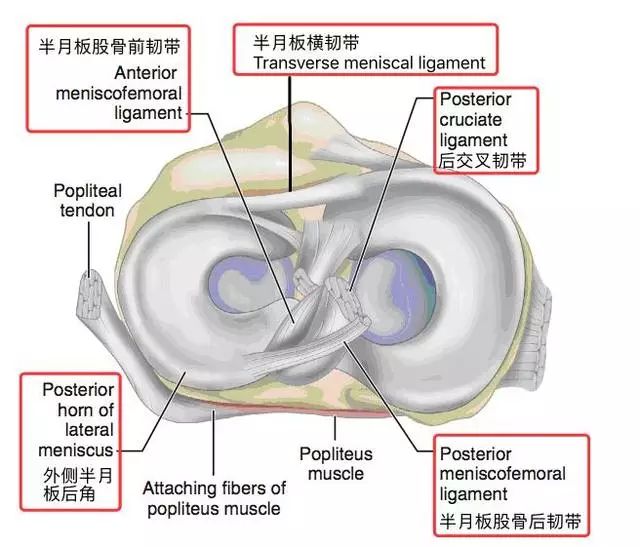 阅片技巧分享:正常与异常半月板 MRI 阅片技巧分享:正常与异常半月板 MRI