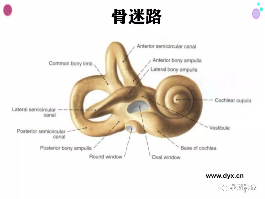 【PPT】颞骨断层解剖及CT三维重建