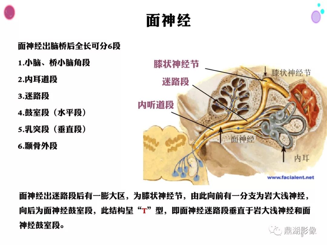 【PPT】颞骨断层解剖及CT三维重建