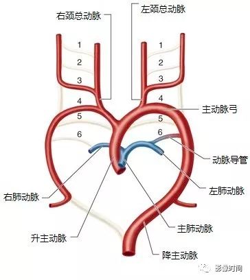 动脉导管未闭影像诊断要点 动脉导管未闭影像诊断要点