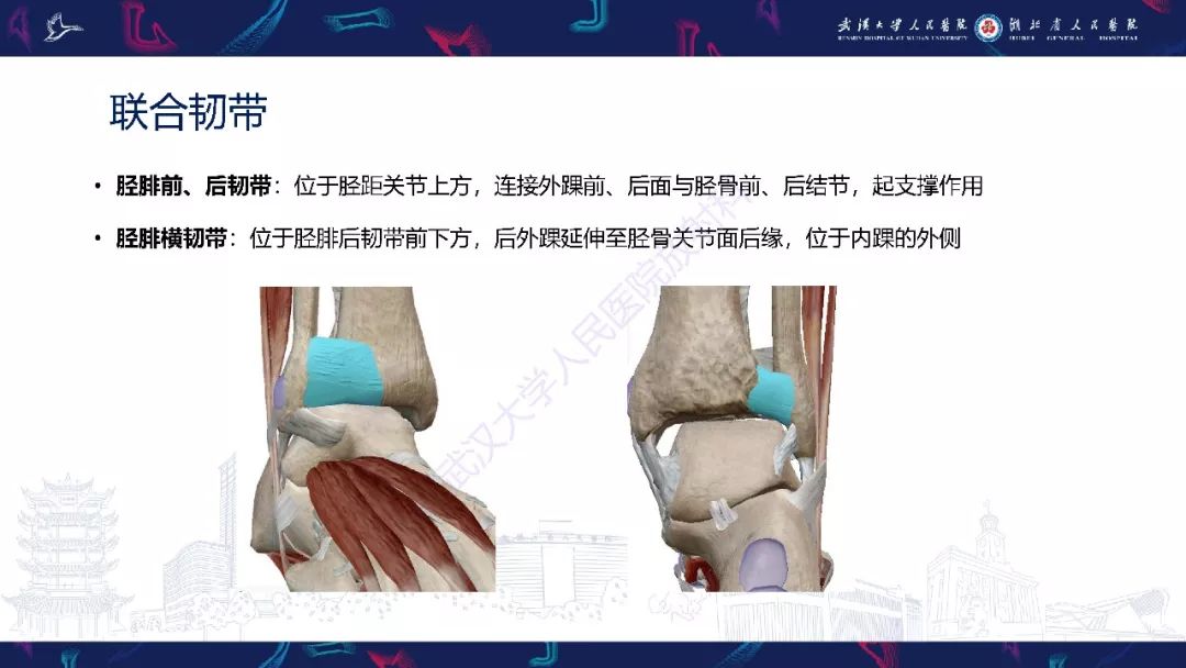 【PPT】踝关节运动损伤MR诊断