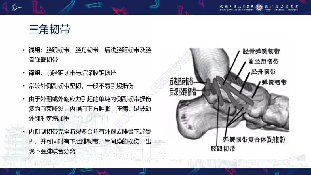 【PPT】踝关节运动损伤MR诊断