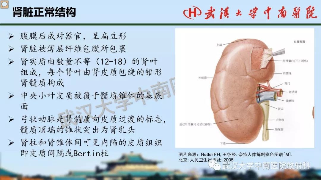 【PPT】肾脏解剖与实性肿瘤
