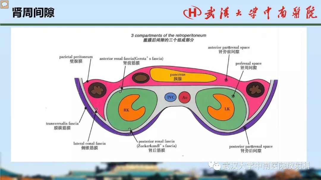 【PPT】肾脏解剖与实性肿瘤
