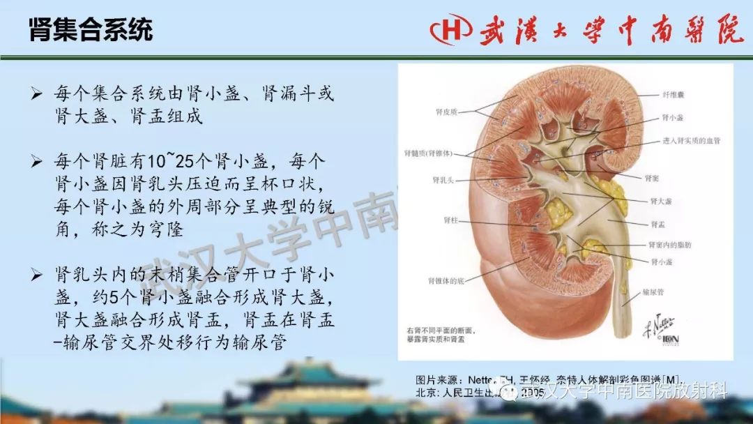 【PPT】肾脏解剖与实性肿瘤