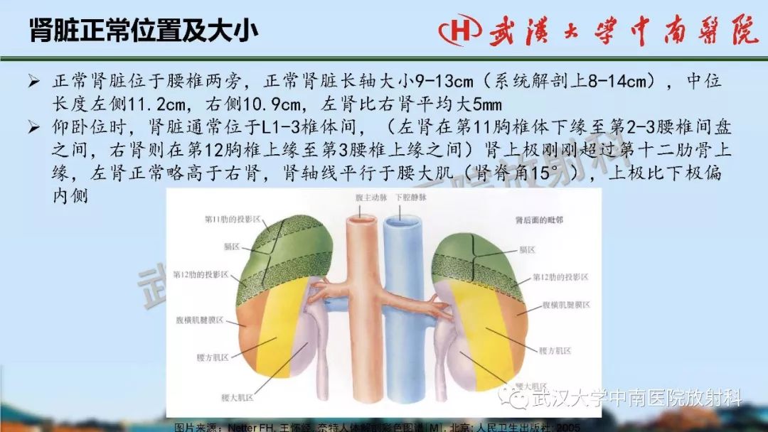 【PPT】肾脏解剖与实性肿瘤