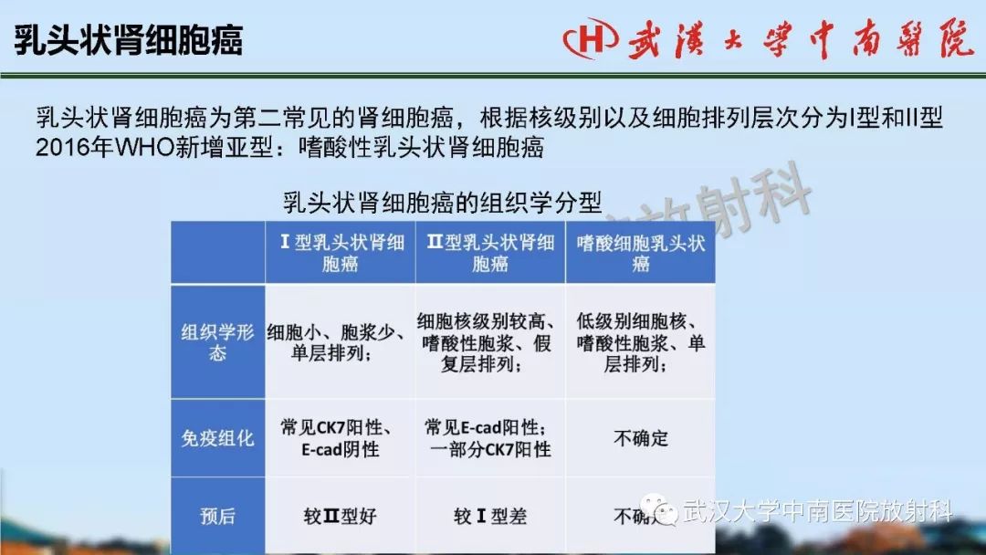 【PPT】肾脏解剖与实性肿瘤