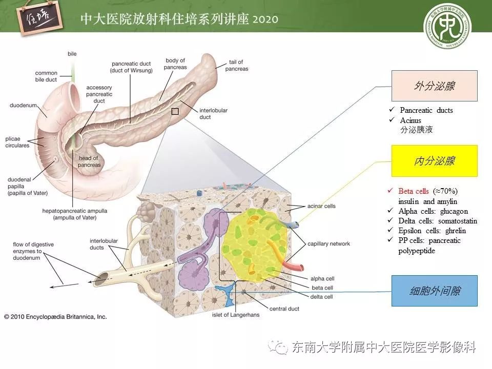 【PPT】胰腺良恶性病变的影像分析思路