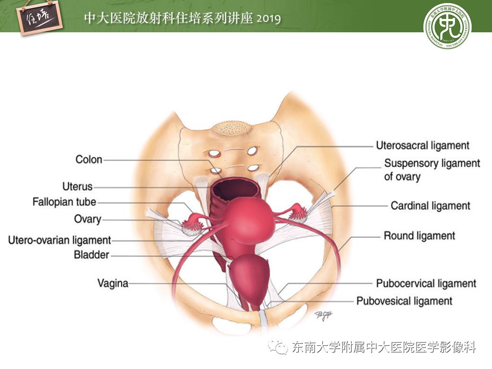 【PPT】子宫影像解剖及相关MR信号分析