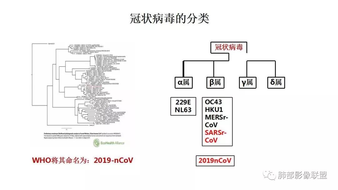 【PPT】新型冠状病毒肺炎的鉴别诊断