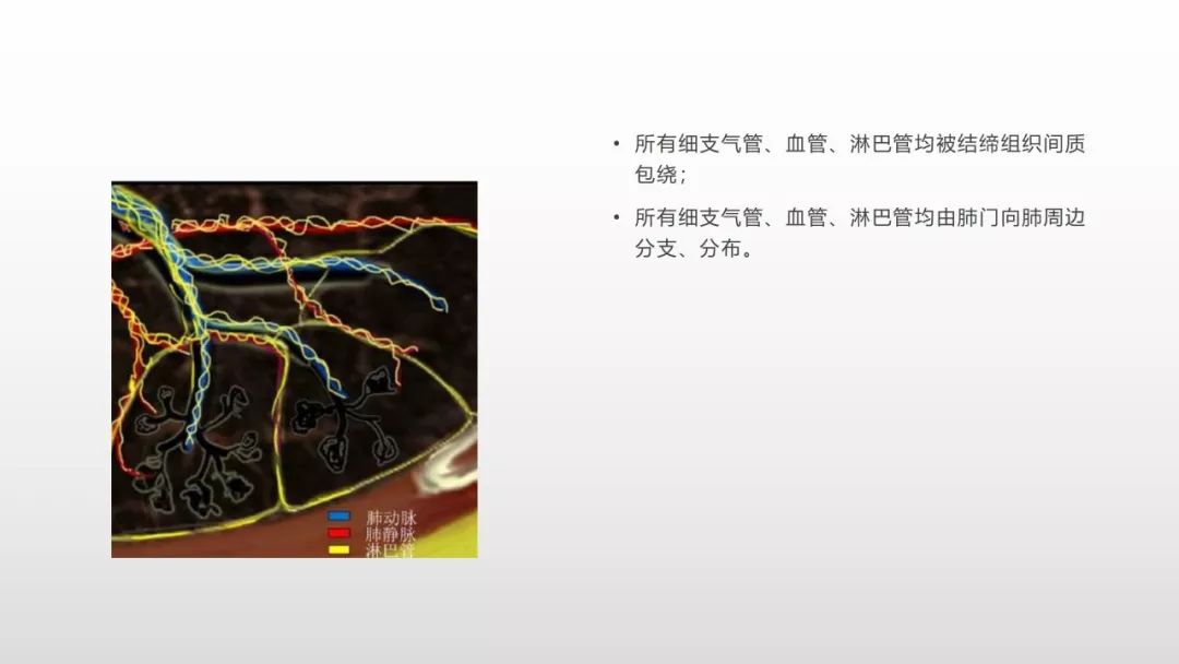 影像病理——COVID-19新型冠状病毒肺炎的“三字经”(附高清病例) 影像病理——COVID-19新型冠状病毒肺炎的“三字经”(附高清病例)