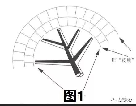 COVID-19的影像解剖、病理及CT特征