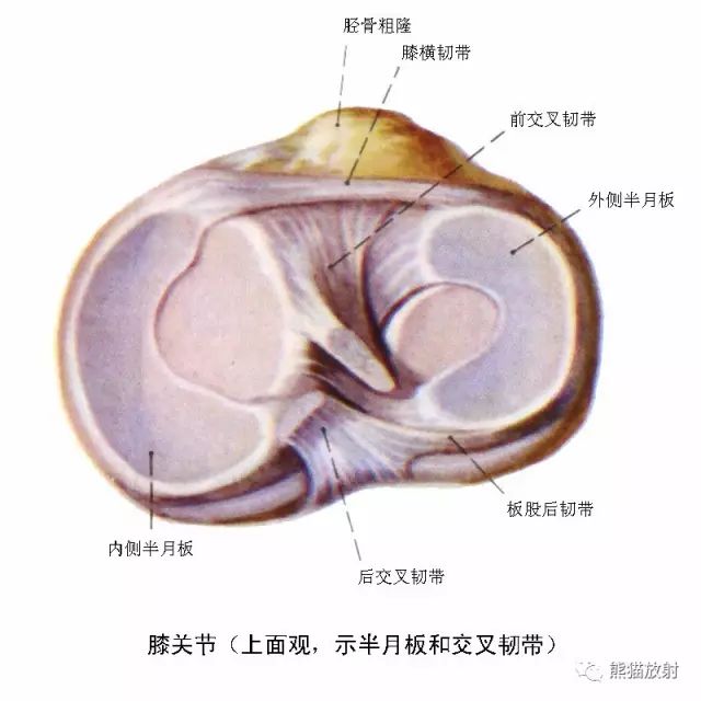 前交叉韧带损伤MRI 征象 前交叉韧带损伤MRI 征象