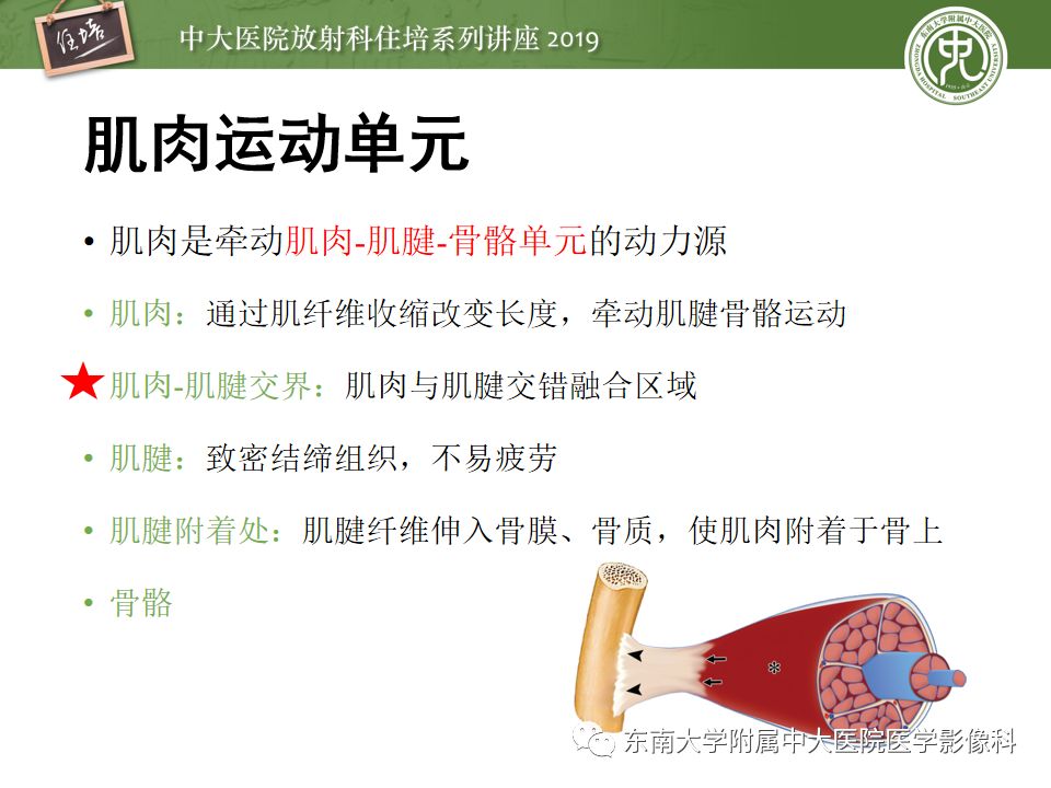 【PPT】创伤性肌肉病变的MR诊断