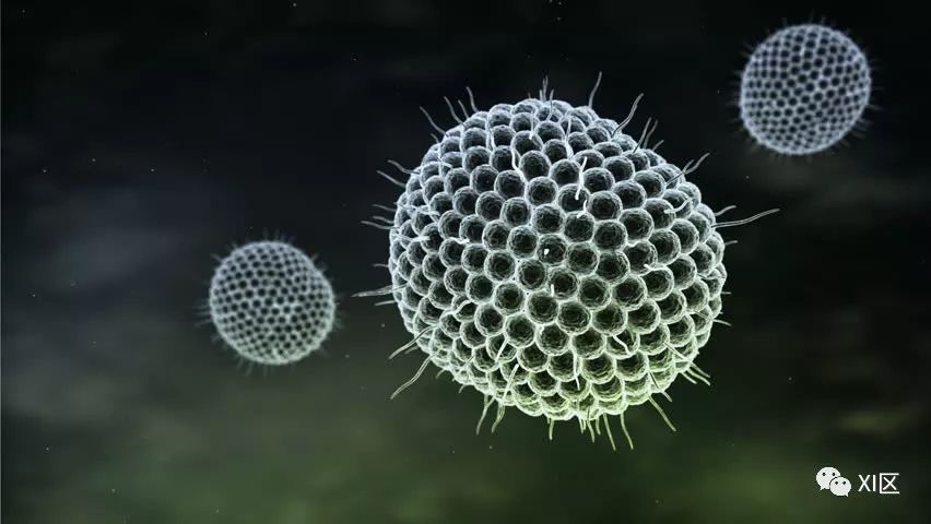 病毒性肺炎的影像学表现 病毒性肺炎的影像学表现