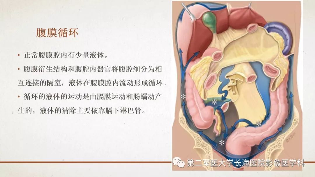 【PPT】腹膜相关结构的影像解剖