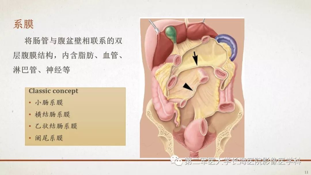 【PPT】腹膜相关结构的影像解剖