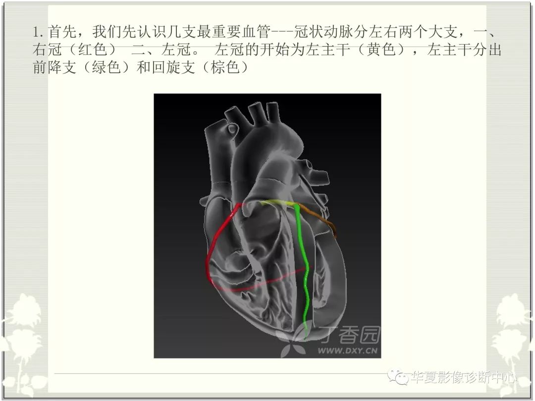 【PPT】心脏血管的解剖