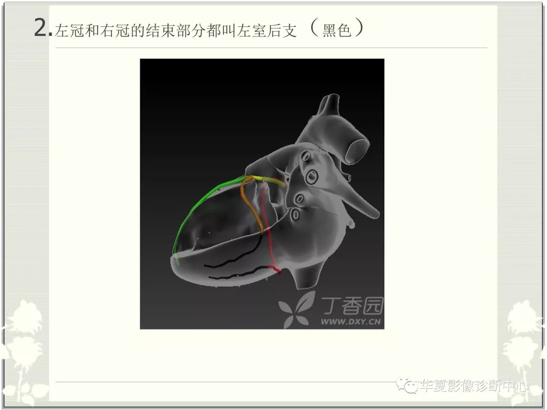 【PPT】心脏血管的解剖