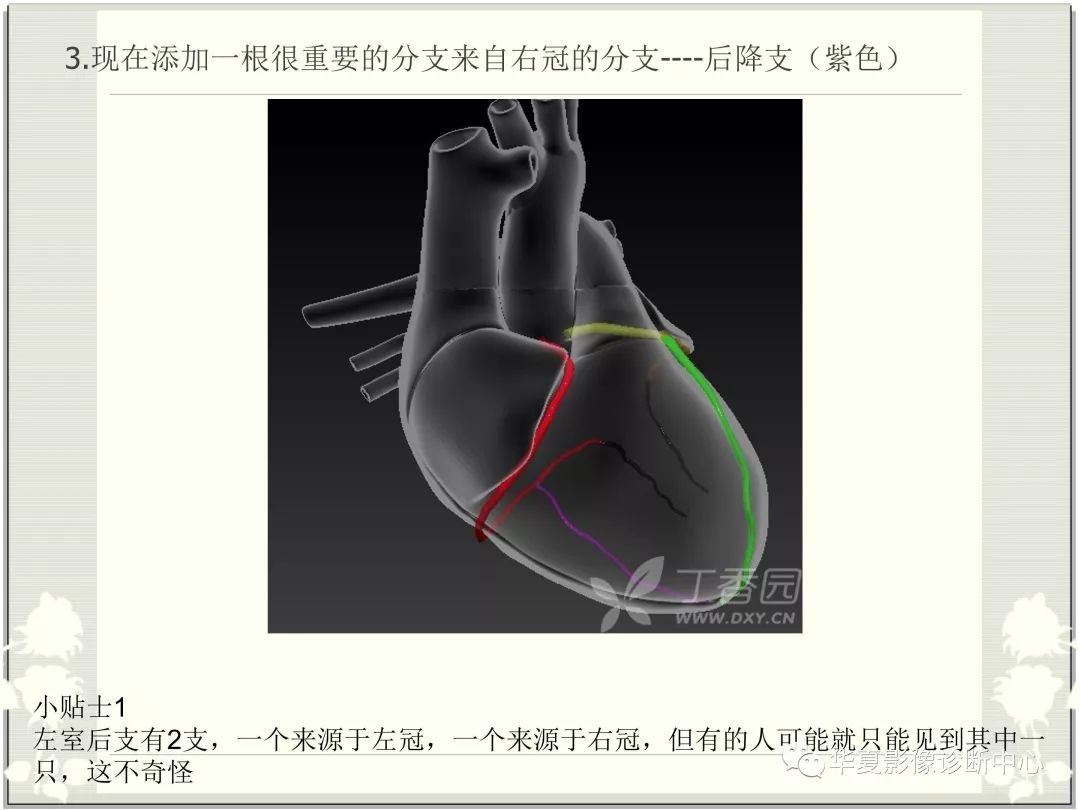 【PPT】心脏血管的解剖