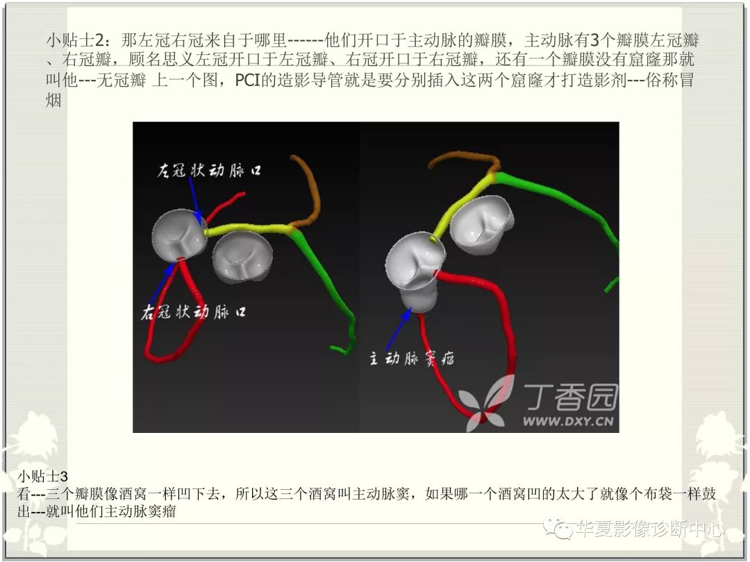 【PPT】心脏血管的解剖