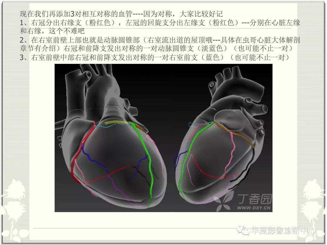 【PPT】心脏血管的解剖