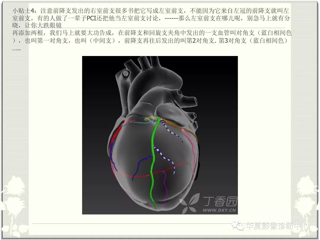 【PPT】心脏血管的解剖