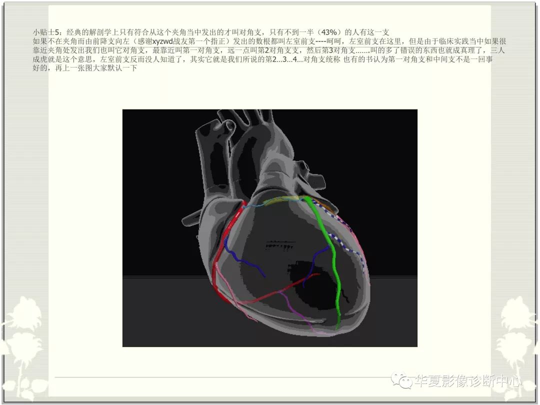 【PPT】心脏血管的解剖